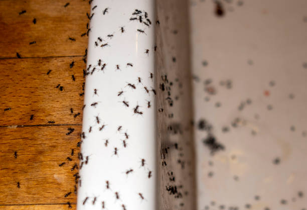 Pest Prevention Services in Skidway Lake, MI